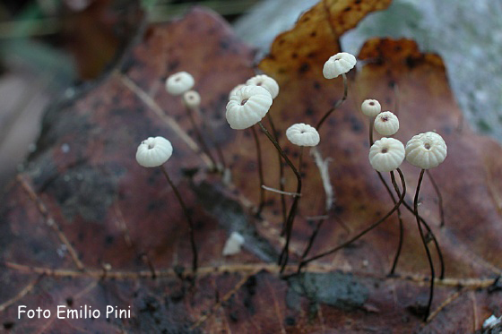 Marasmius bulliardii