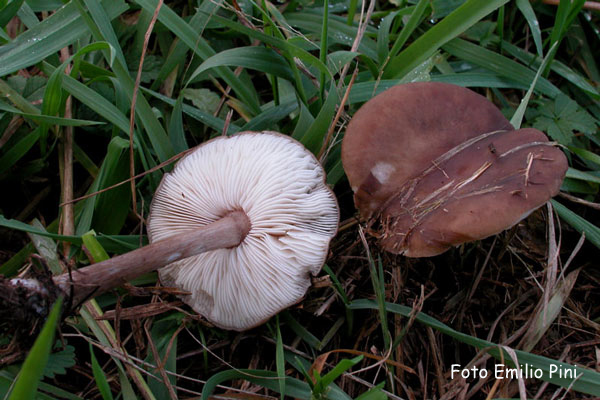 Melanoleuca melaleuca