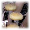 Armillaria mellea