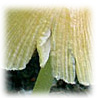 Bolbitius vitellinus