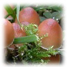 Psathyrella multipedata