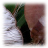 Melanoleuca melaleuca