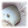 Volvariella glojocephala