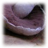 Agaricus campestris