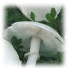 Leucoagaricus leucothites