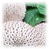 Lycoperdon perlatum