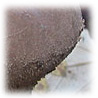 Calvatia excipuliformis