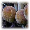 Coprinus micaceus