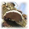 Schizophyllum commune