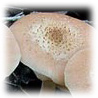 Armillaria caepistipes