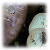 Lyophyllum loricatum