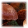 Cortinarius sp.