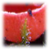 Sarcoscypha coccinea