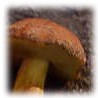 Xerocomus rubellus