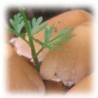 Psathyrella candolleana