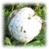 Bovista plumbea