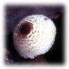 Lepiota cristata