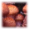 Armillaria ostoyae