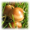 Marasmius oreades