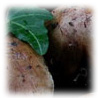 Tricholoma populinum