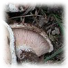 Lactarius controversus