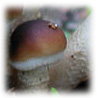 Agrocybe aegerita