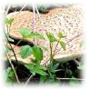 Polyporus squamosus