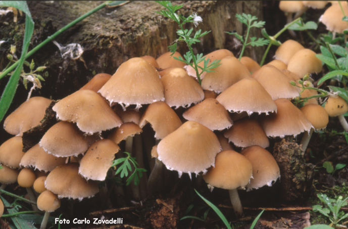 Psathyrella candolleana