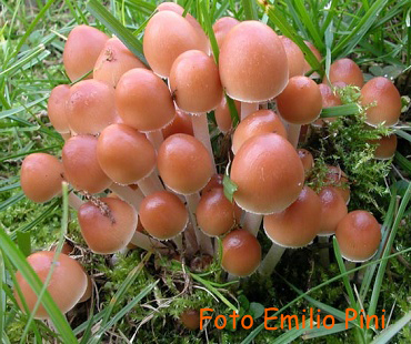 Psathyrella multipedata
