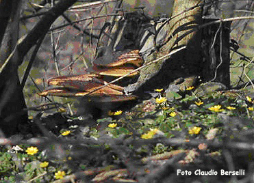Polyporus squamosus in primavera 