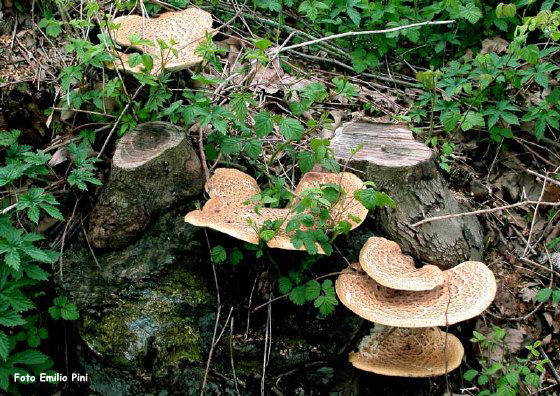 Polyporus squamosus