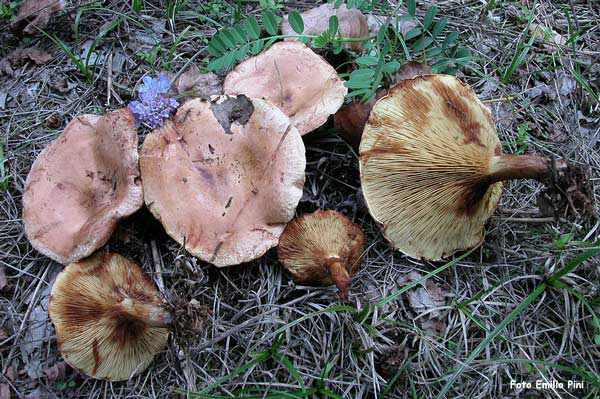 Paxillus rubicundulus