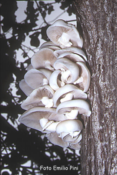 Pleorotus ostreatus