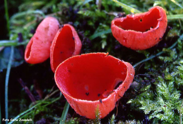 Sarcoscypha coccinea