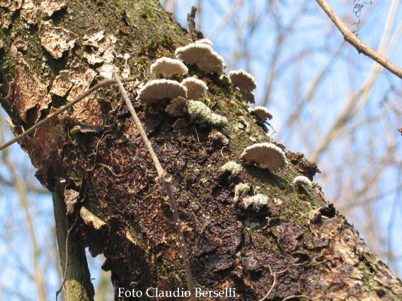 Schizophyllum commune