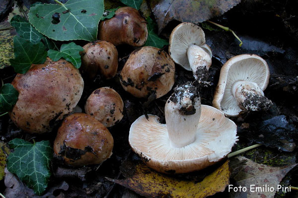 Tricholoma populinum