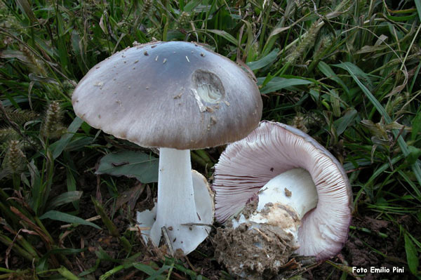 Volvariella glojocephala
