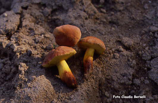 Xerocomus rubellus