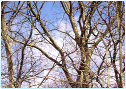 ACUMINATO dotato di punta allungata che si assottiglia bruscamente verso l’apice (BAGOLARO)
