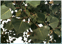 APPUNTITO: dotato di punta evidente (PIOPPO NERO).