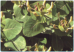 ARROTONDATO: (CAPRIFOGLIO).