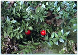 SPINOSO: (PUNGITOPO).