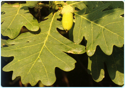 AURICOLATA: dotata di appendici sporgenti di forma arrotondata (FARNIA).