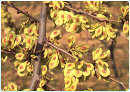 OBLIQUA: la nervatura principale la suddivide in due porzioni asimmetriche (OLMO CAMPESTRE).