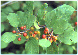 ROTONDATA: (FRANGOLA).