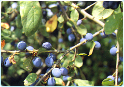 OBOVATA: a forma di uovo, ma con larghezza massima verso l'apice (PRUGNOLO).