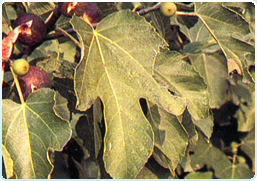 PALMATA: le nervature principali si dipartono tutte dal punto in cui il picciolo si inserisce sulla LAMINA (FICO).