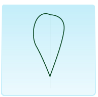 OBOVATA: a forma di uovo, ma con larghezza massima verso l'apice (PRUGNOLO).