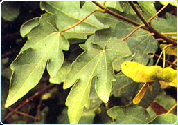 PICCIOLATA: foglia dotata di un gambo ben distinto (ACERO CAMPESTRE).