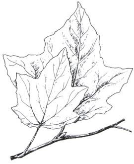 Disegno delle foglio del pioppo bianco